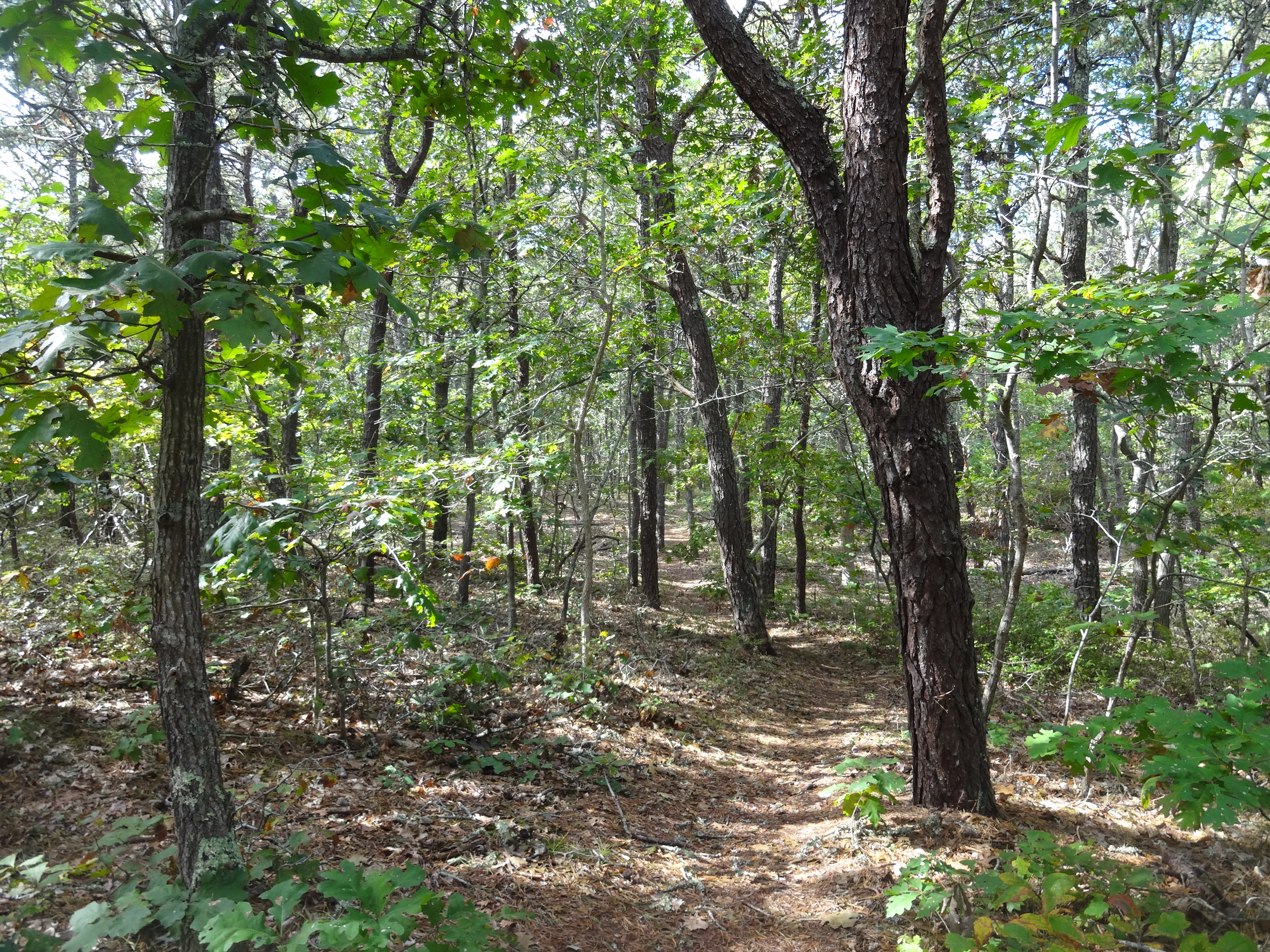 Top 5 Hikes on Martha's Vineyard Part 4 Caroline Tuthill Preserve