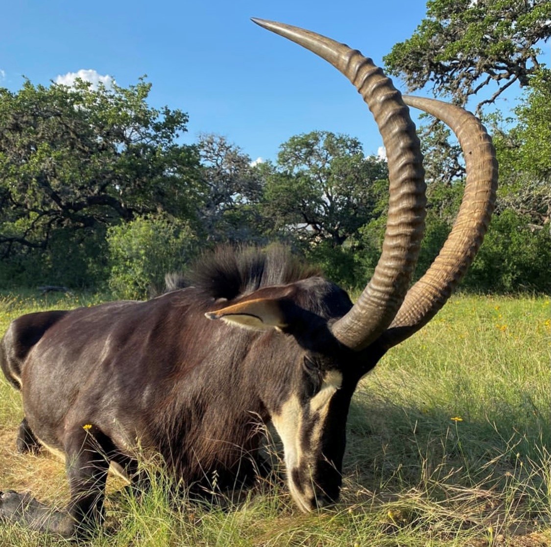 Texas Exotic Hunting Trophy Gallery Hunt Exotics in TX Nocona Ranch