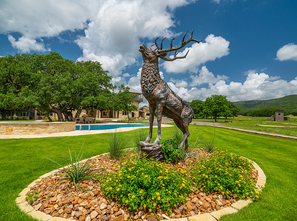 Texas Whitetail Deer Hunts, Hunt Exotics too Nocona Ranch