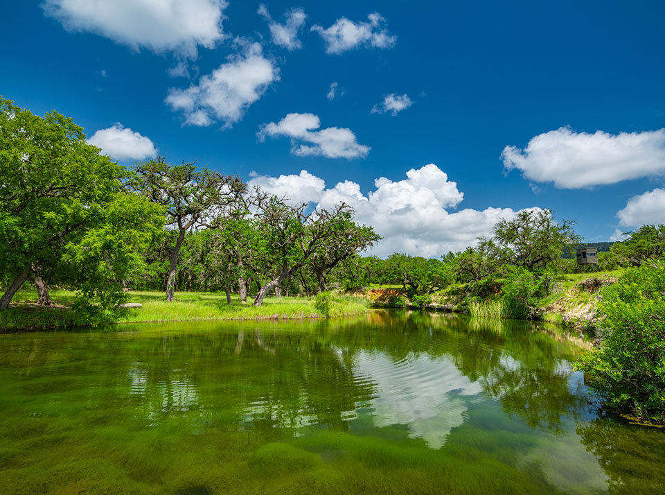 Texas Whitetail Deer Hunts, Hunt Exotics too Nocona Ranch