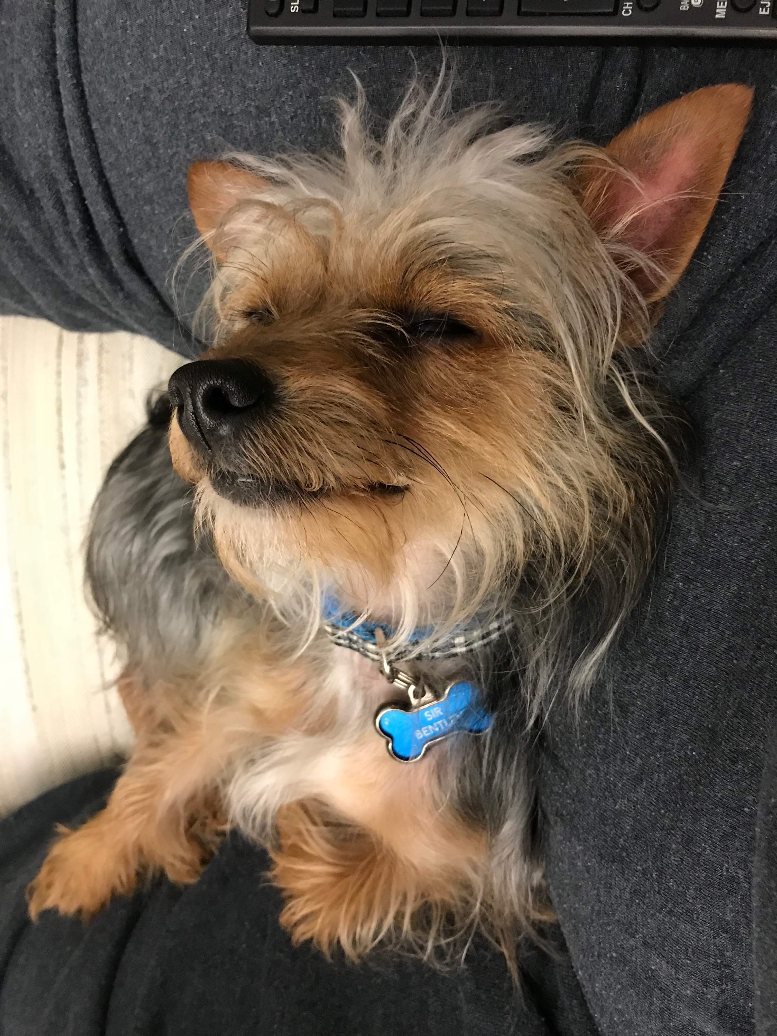 Dog adoption in Ft Mitchell, KY 41017 Yorkiechihuahua Dog "Bentley"