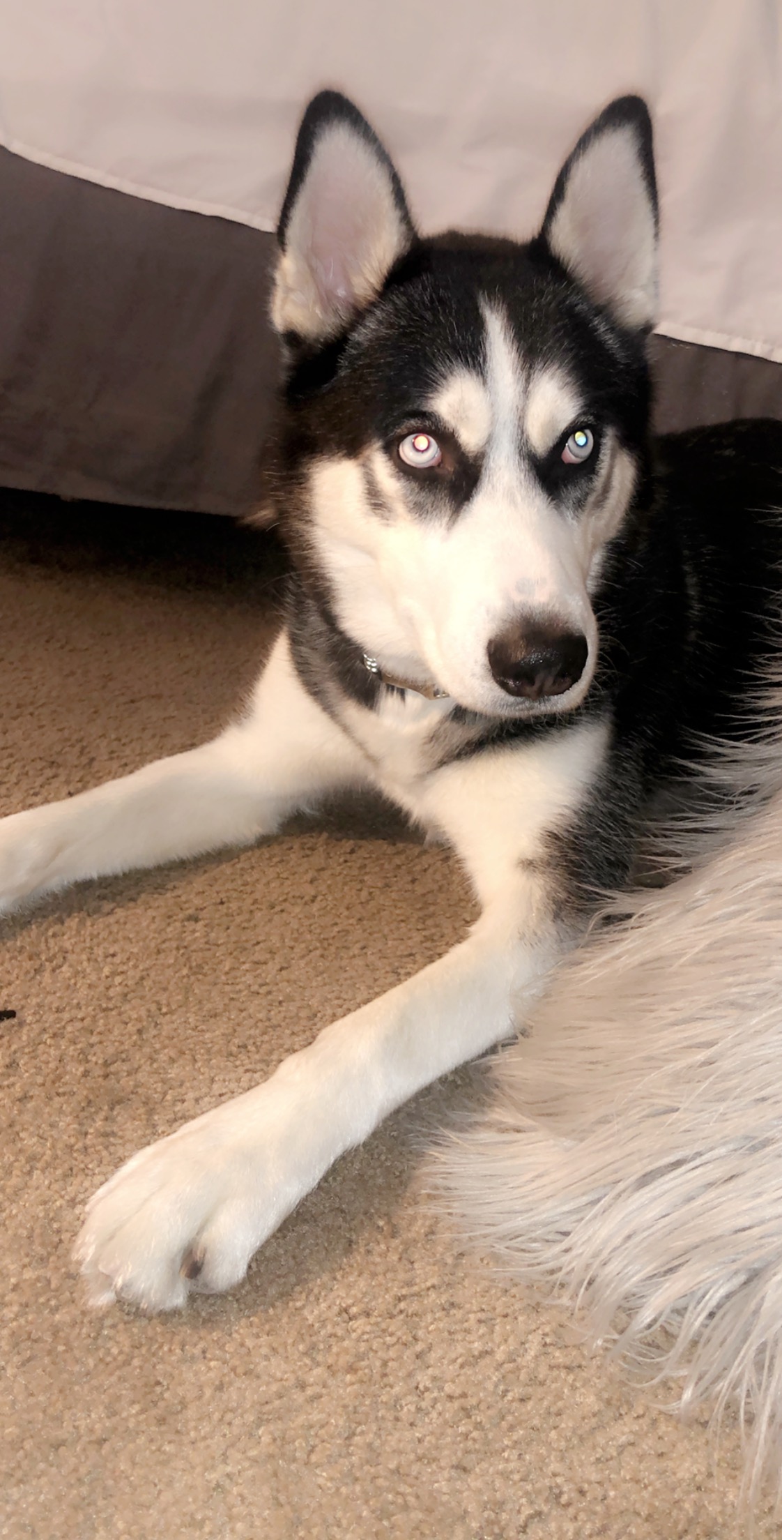 Dog adoption in Henderson, NV 89015 Husky Dog "Storm"
