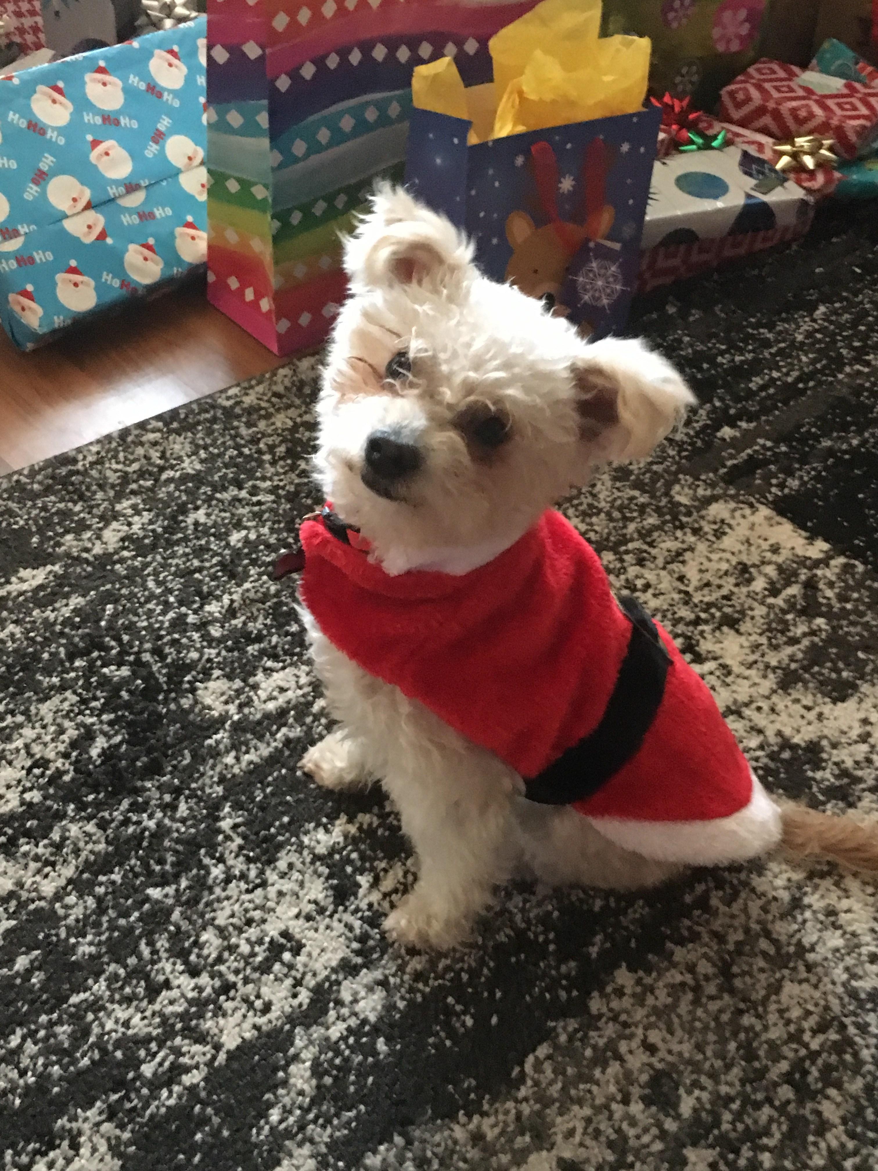 Dog adoption in Henderson, NV 89044 Mini poodle/terrier Dog "Ickabob
