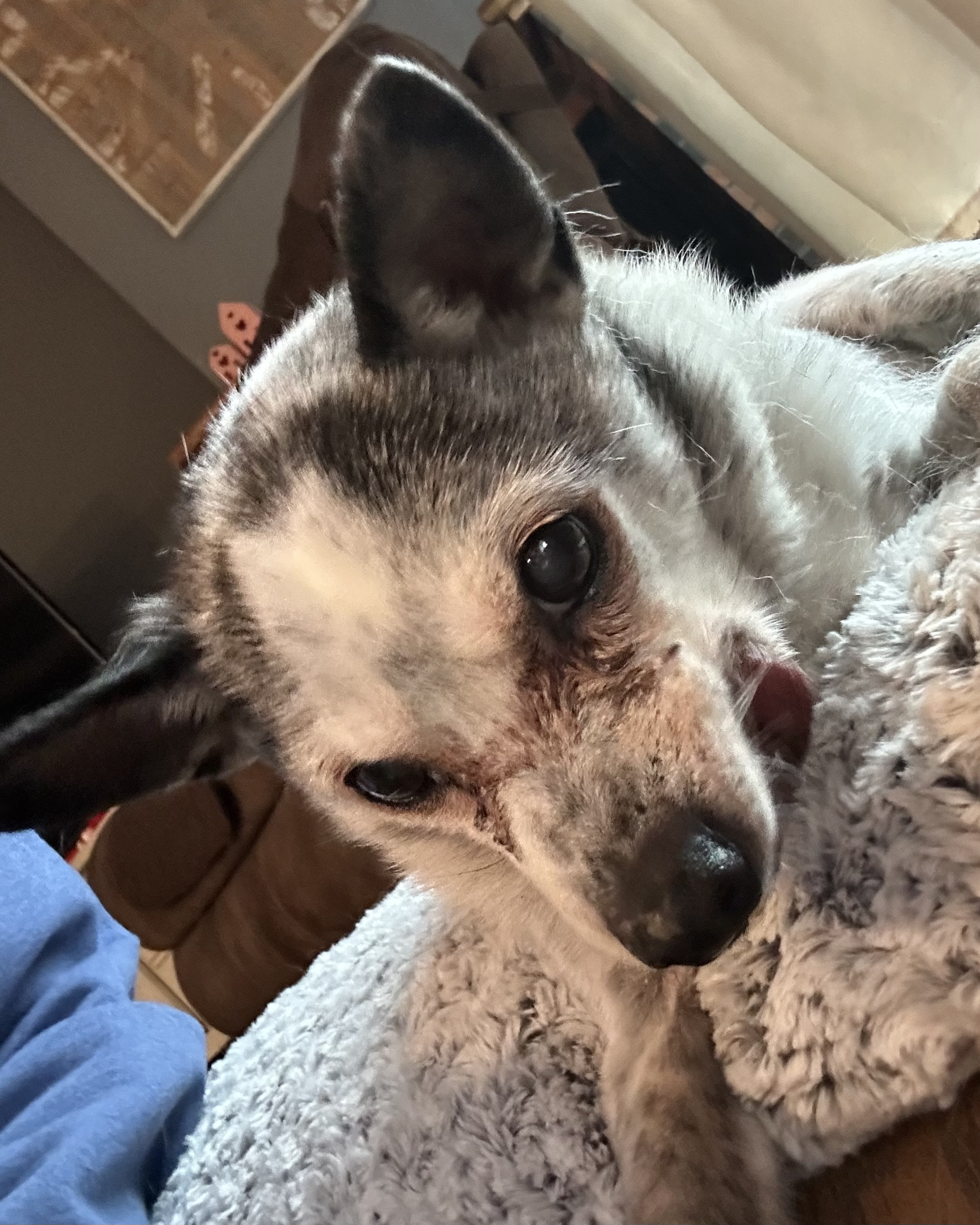 Lost & Found Dogs and Cats in joplin,MO, (pg 1) 17 pets currently need