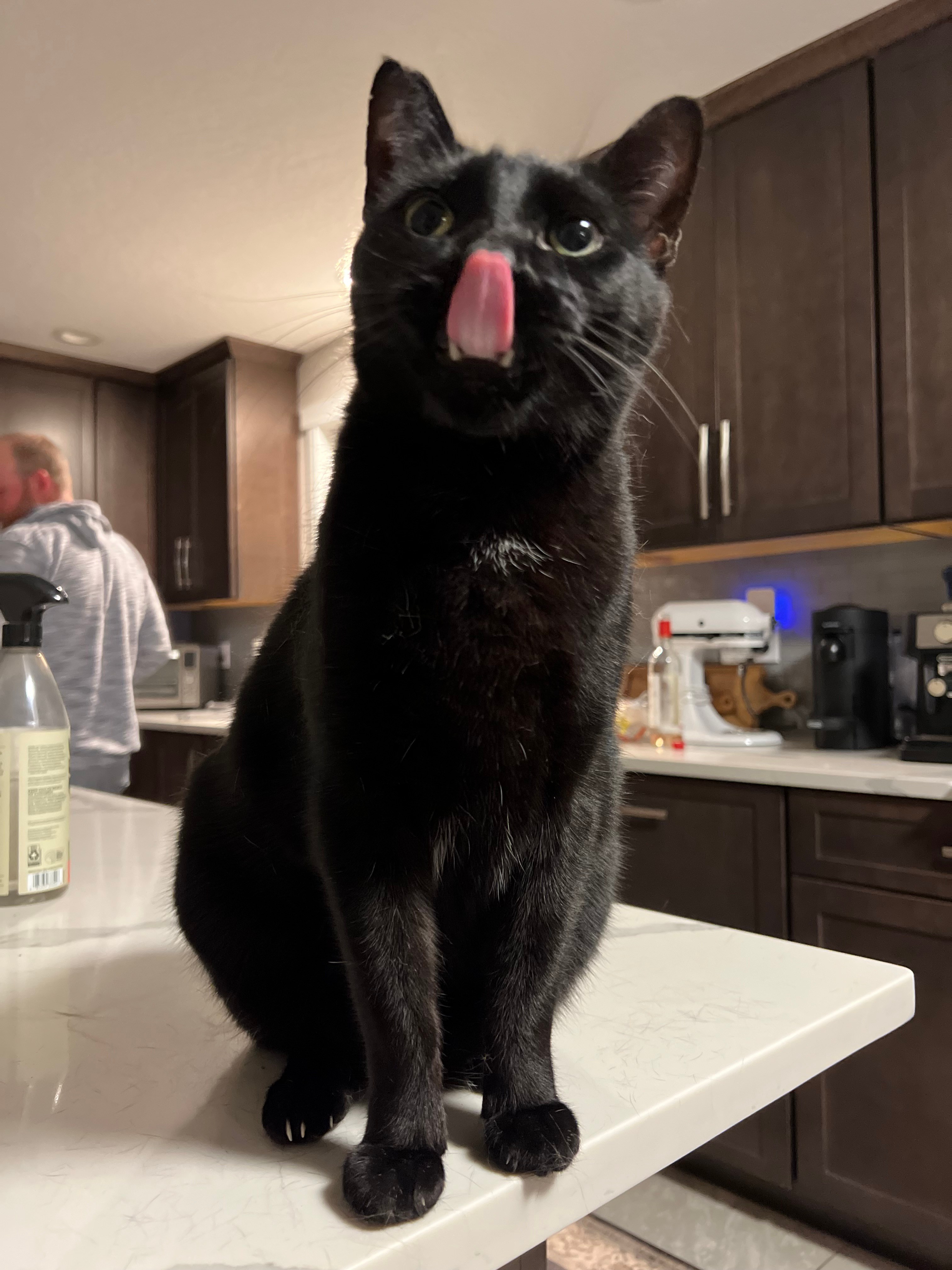 Lost & Found Dogs and Cats in malad city,ID, (pg 1) 5 pets currently