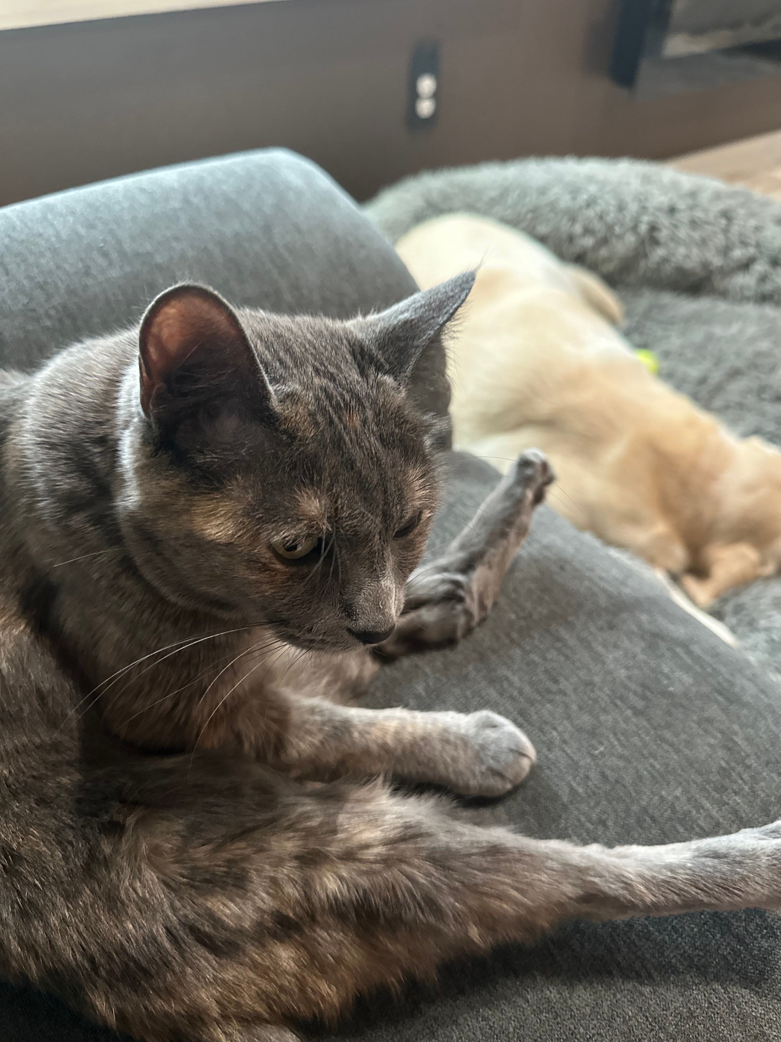 Lost & Found Dogs and Cats in atlantic beach,FL, (pg 1) 5 pets