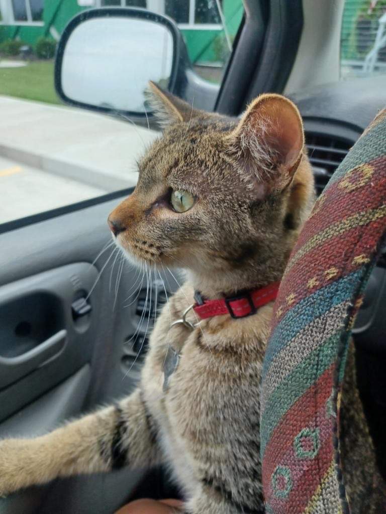 Lost & Found Dogs and Cats in topeka,KS, (pg 8) 98 pets currently need