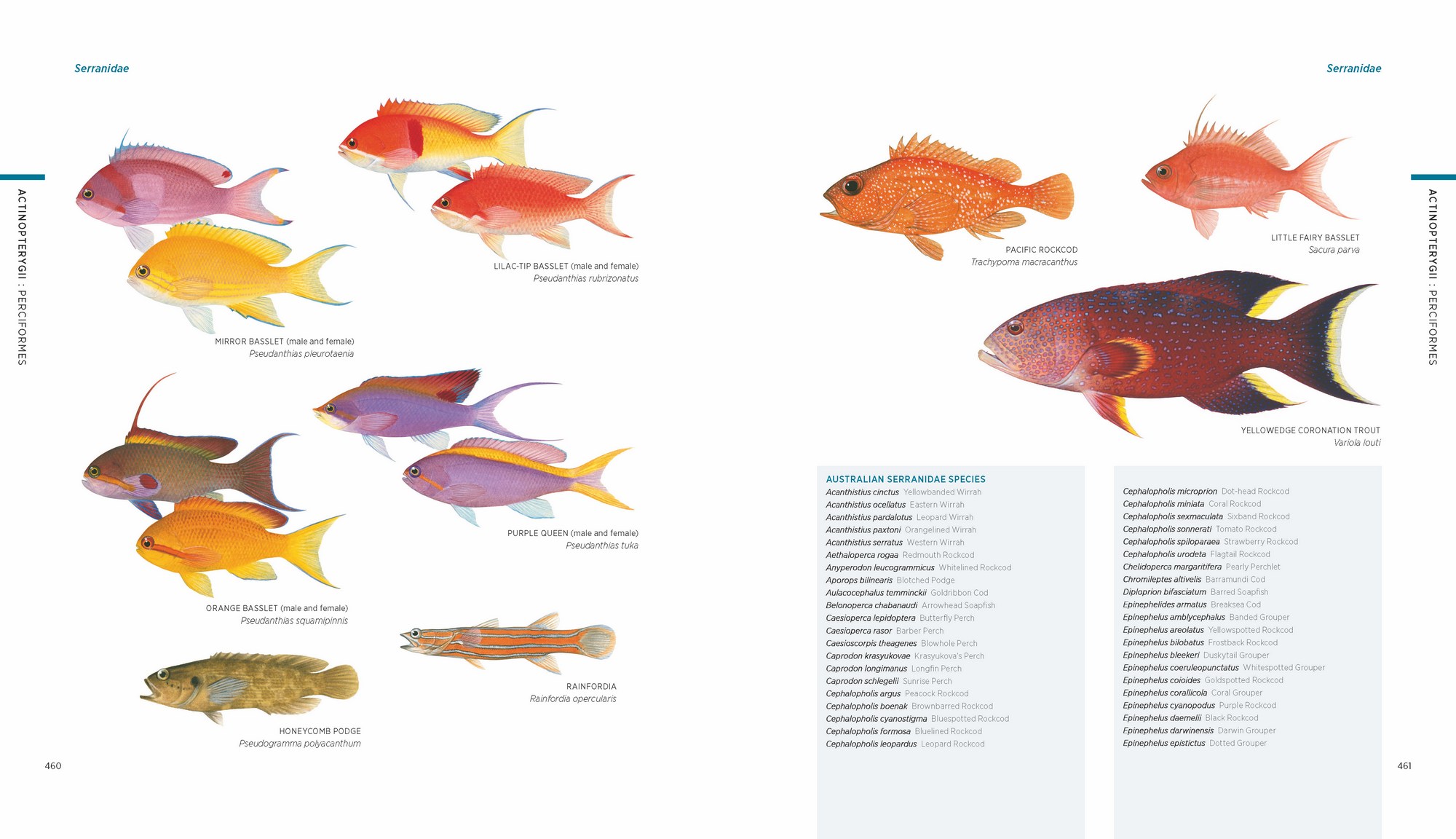 Swainston's Fishes of Australia The Complete Illustrated Guide Nokomis