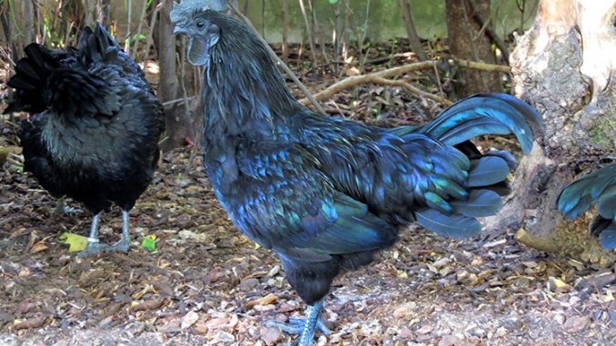 „GothicHühner“ Schwarz bis auf die Knochen » NOKZEIT