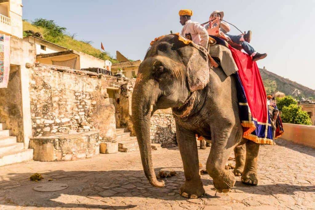 Refusing to Ride The Real Story Behind Elephant Tourism in India