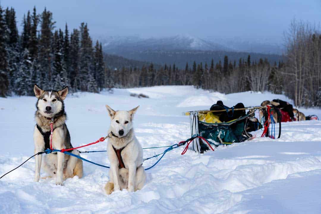 Dog Sledding in Yukon The Ultimate Canadian Winter Adventure