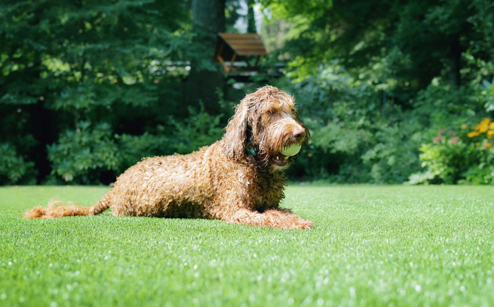 Is Artificial Grass Safe For Dogs and Pets? Nomow Blog