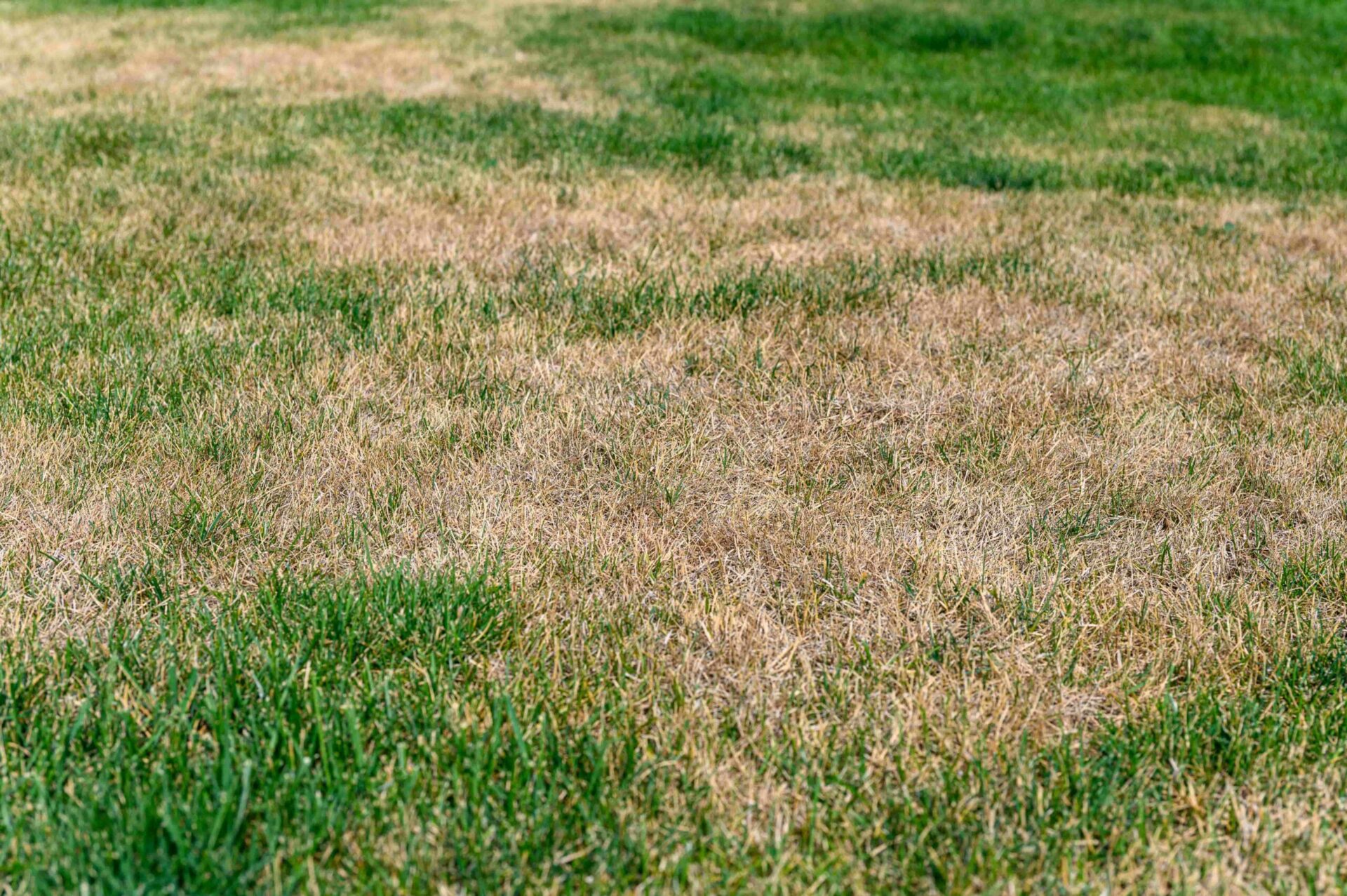 How To Stop Grass From Turning Yellow Nomow Blog