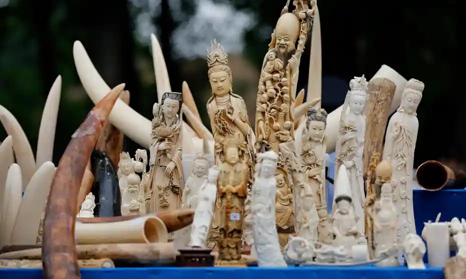 How to Sell Ivory Antiques Legally? (An Ultimate Guide for 2023)