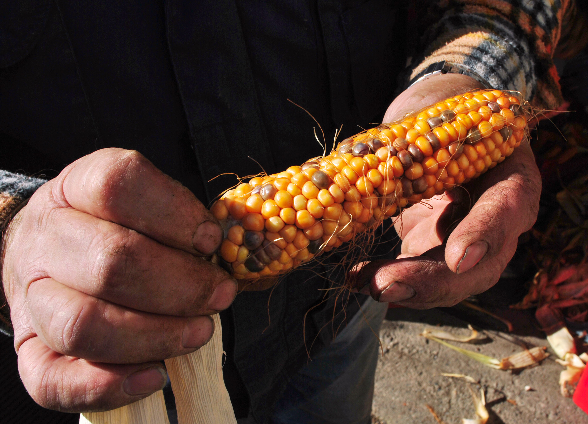 Mexico Moves to Protect Its Cultural Heritage from GMO Corn The Non