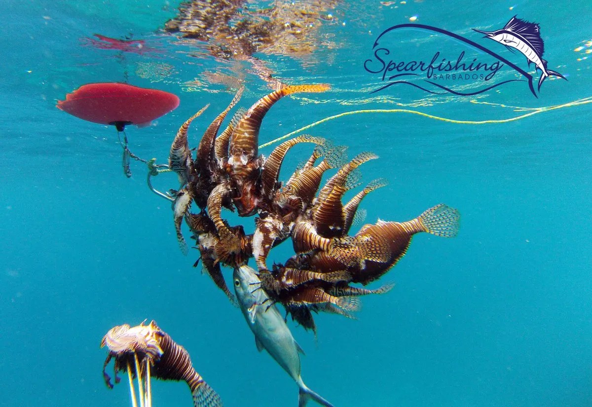 Alex Davis Spearfishing Barbados Targeting Lionfish