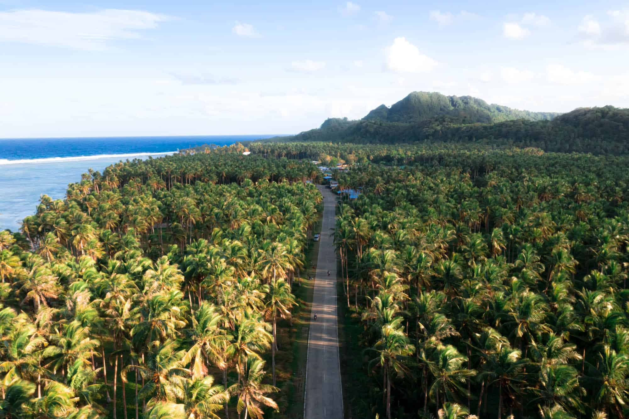 COCONUT ROAD SIARGAO (2022) Epic Palm Tree Road