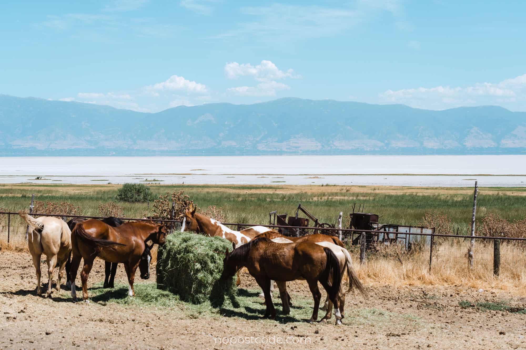 ANTELOPE ISLAND STATE PARK, UTAH (2022) Best Guide
