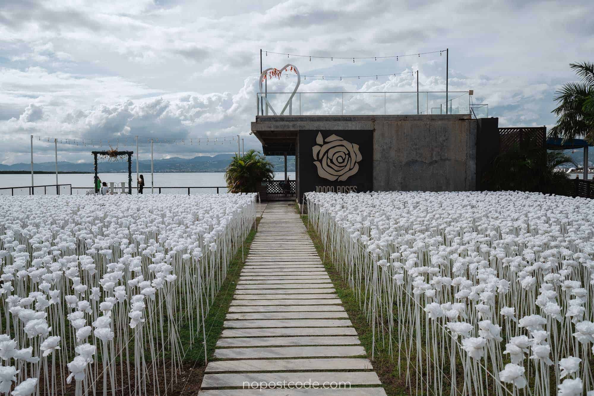10000 ROSES CEBU (2024) Ultimate Travel Guide