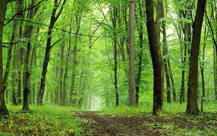 Warum ist frische Waldluft so gesund für uns Menschen?