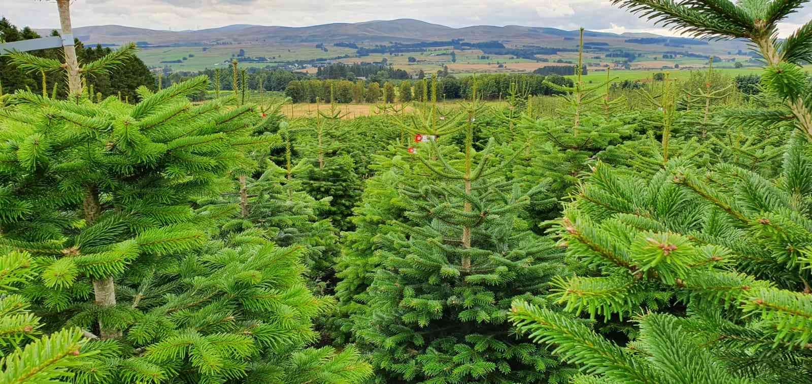 Christmas Tree Gallery Nordmann Direct Wholesale Christmas Trees