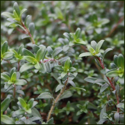 Top selected products and reviews. Thyme Lemonade Cascata Herb Plant From Norfolk Herbs
