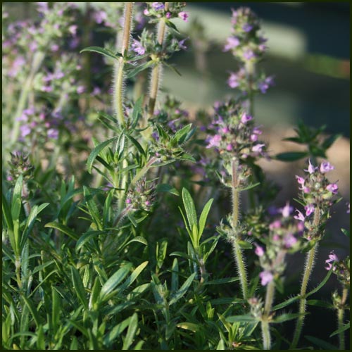 Plant cuttings or young thyme plants any time after the ground temperature reaches 70°f. Thyme Lemonade Cascata Herb Plant From Norfolk Herbs