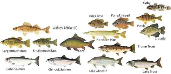 Lake Erie Fish Species In Lake Erie