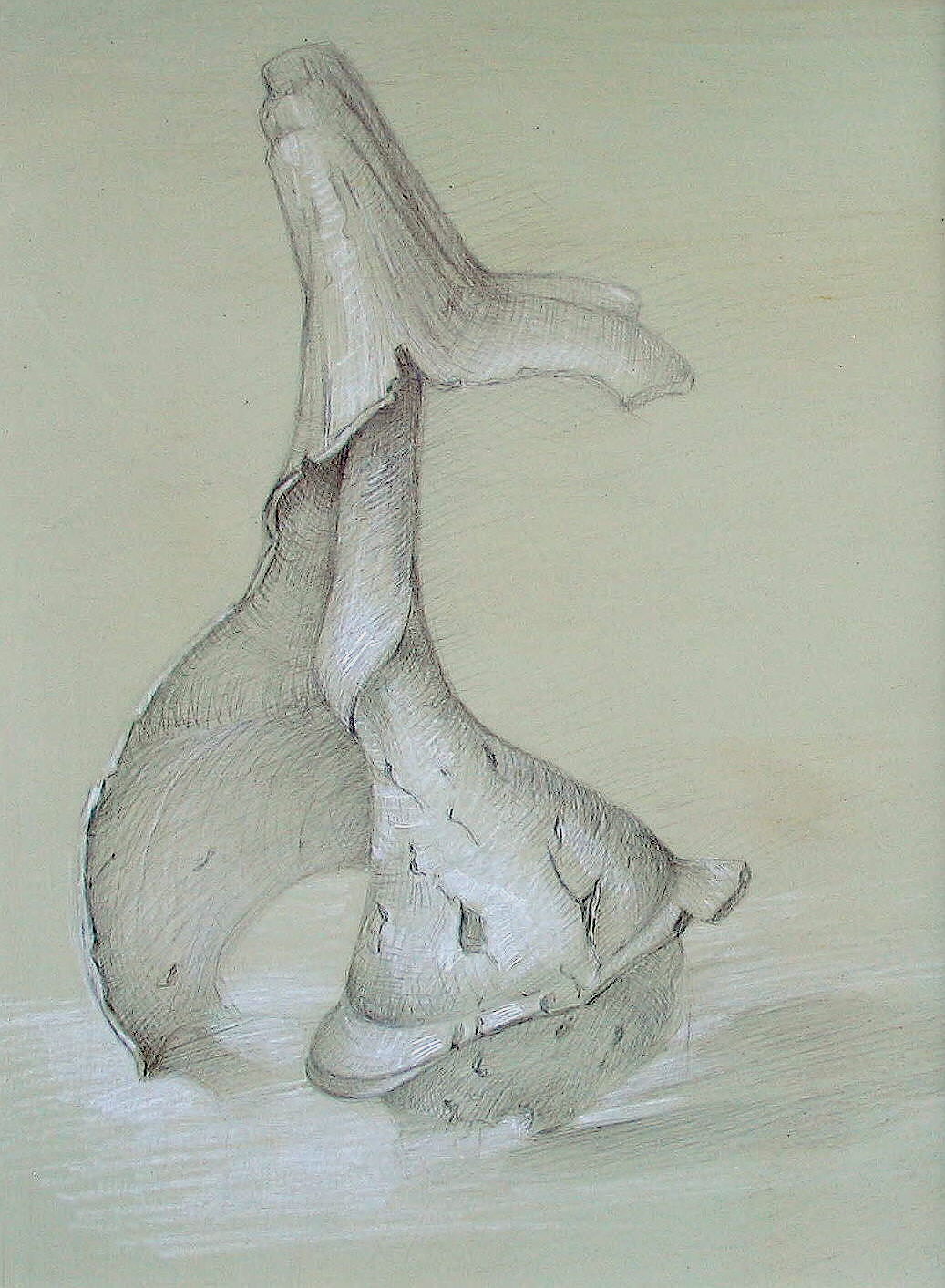 “Broken Shell”