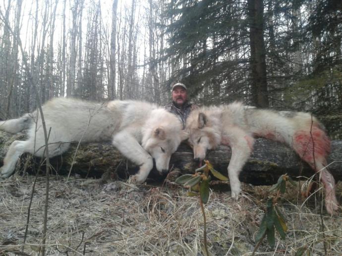 Alberta Wolf Hunting Canada Wolf Hunting Outfitters, Guide