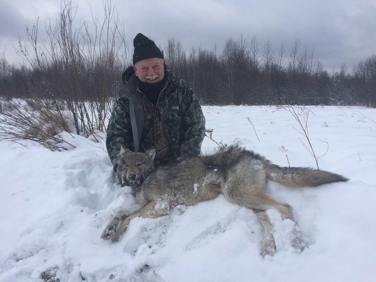 Alberta Wolf Hunting Canada Wolf Hunting Outfitters, Guide