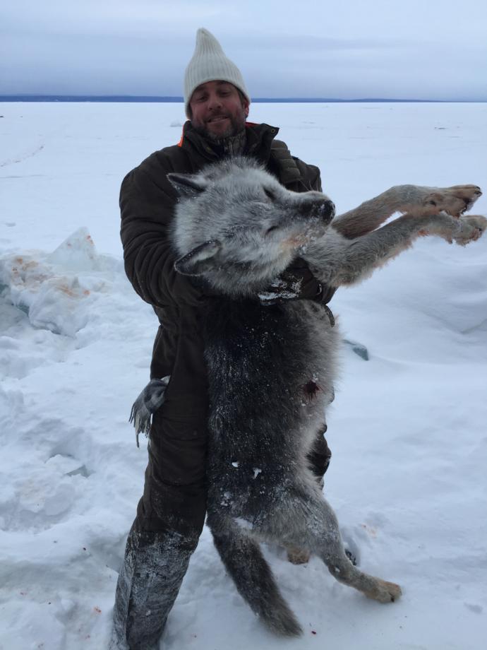 Alberta Wolf Hunting Canada Wolf Hunting Outfitters, Guide
