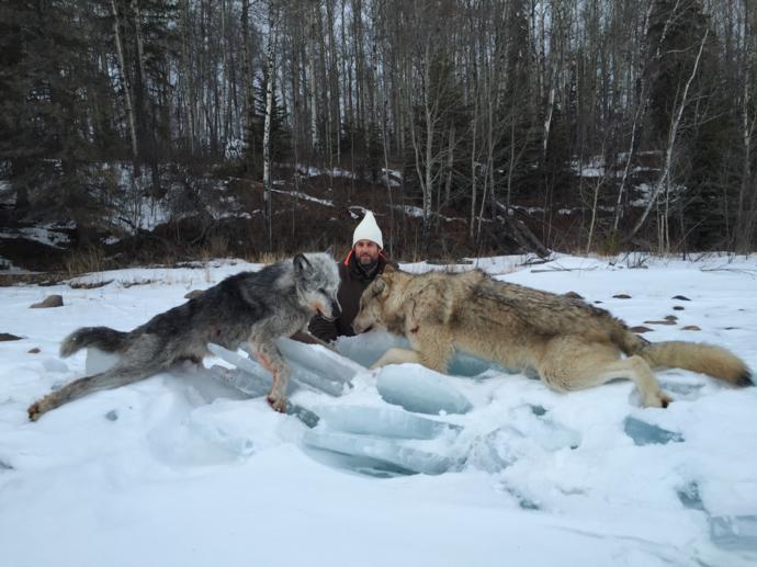 Alberta Wolf Hunting Canada Wolf Hunting Outfitters, Guide