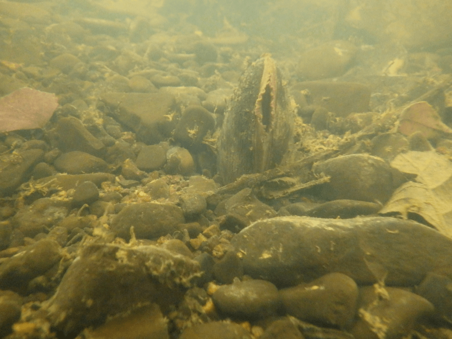 SAVING FRESHWATER MUSSELS ON THE TORRIDGE North Devon & Exmoor