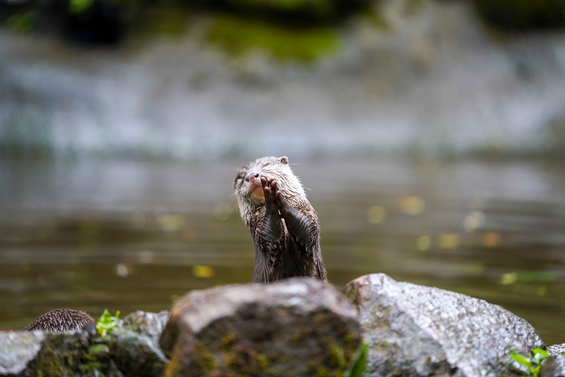 Dartmoor Zoo unveils new campaign in response to cost of living crisis