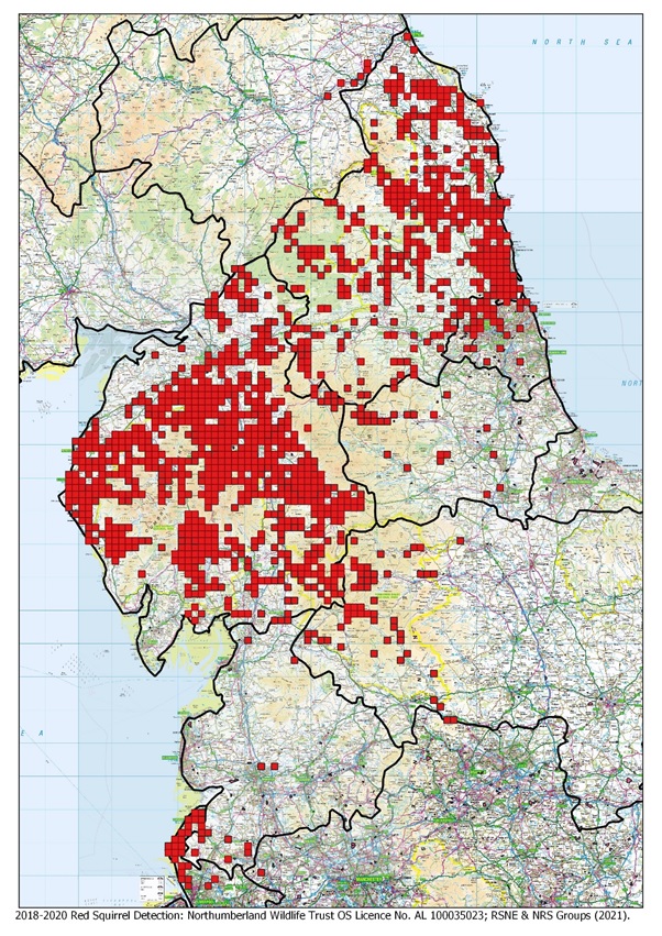 Squirrel Maps Northern Red Squirrels