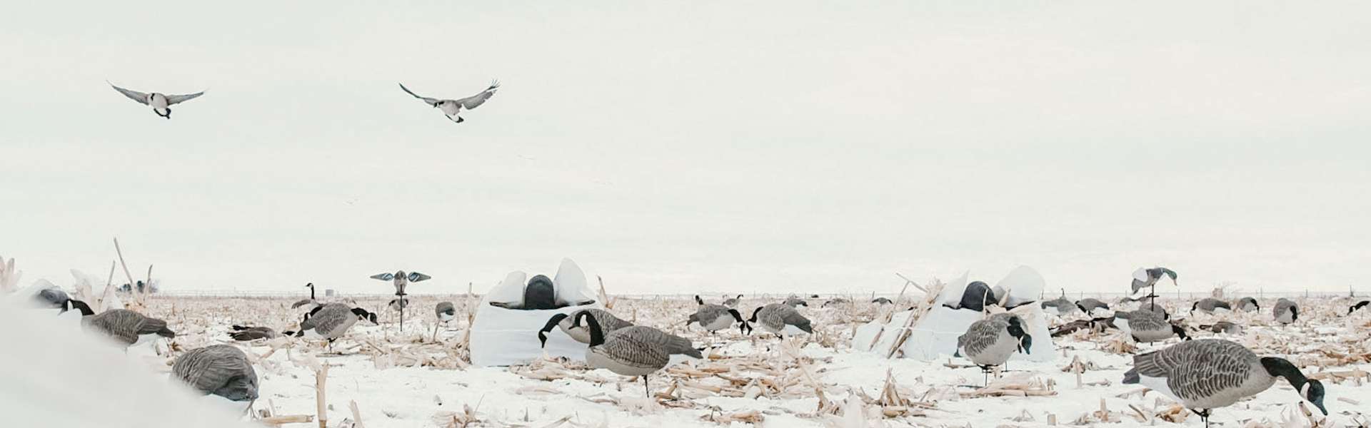 Guided Goose Hunting in Alberta, Canada Canada Goose Hunts
