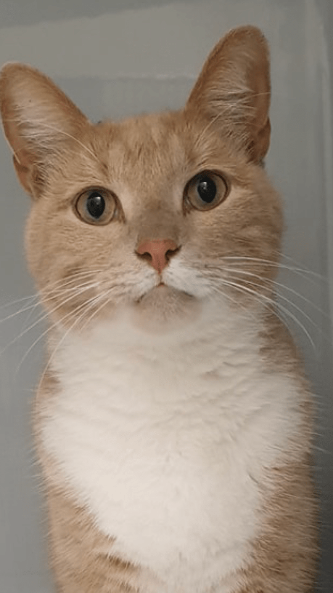 Indoor vs Outdoor Cats The Great Debate