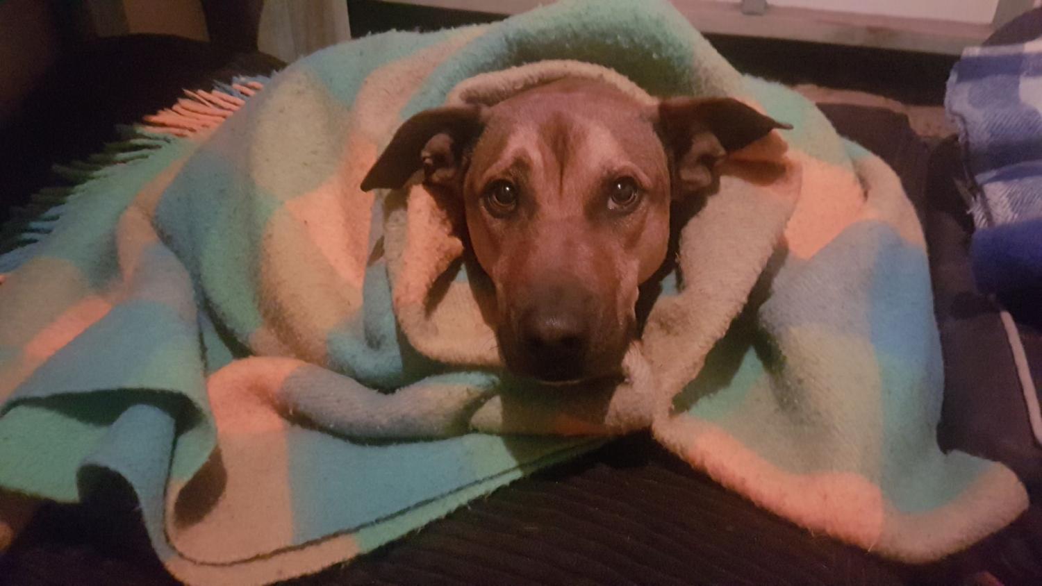 What Causes A Dog To Have A Dry Hacking Cough