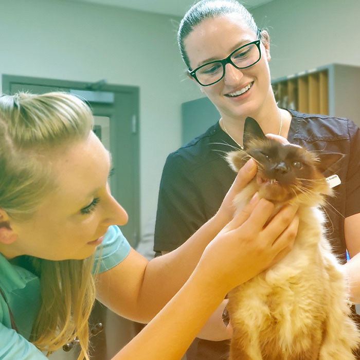 Home Northgate Veterinary Hospital