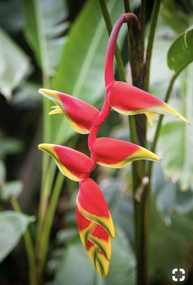 Heliconias North Shore Bamboo Lane Cove Sydney