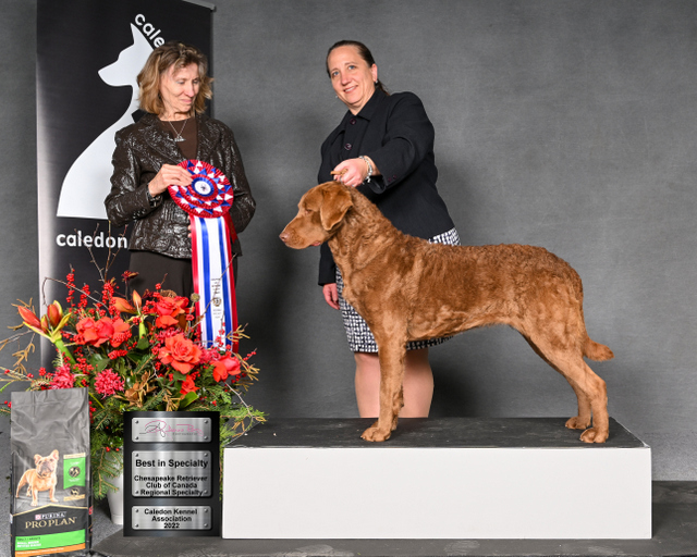 North Shore Kennels Puppies / Older Dogs