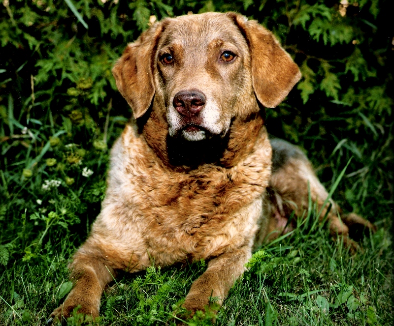 North Shore Kennels About Us