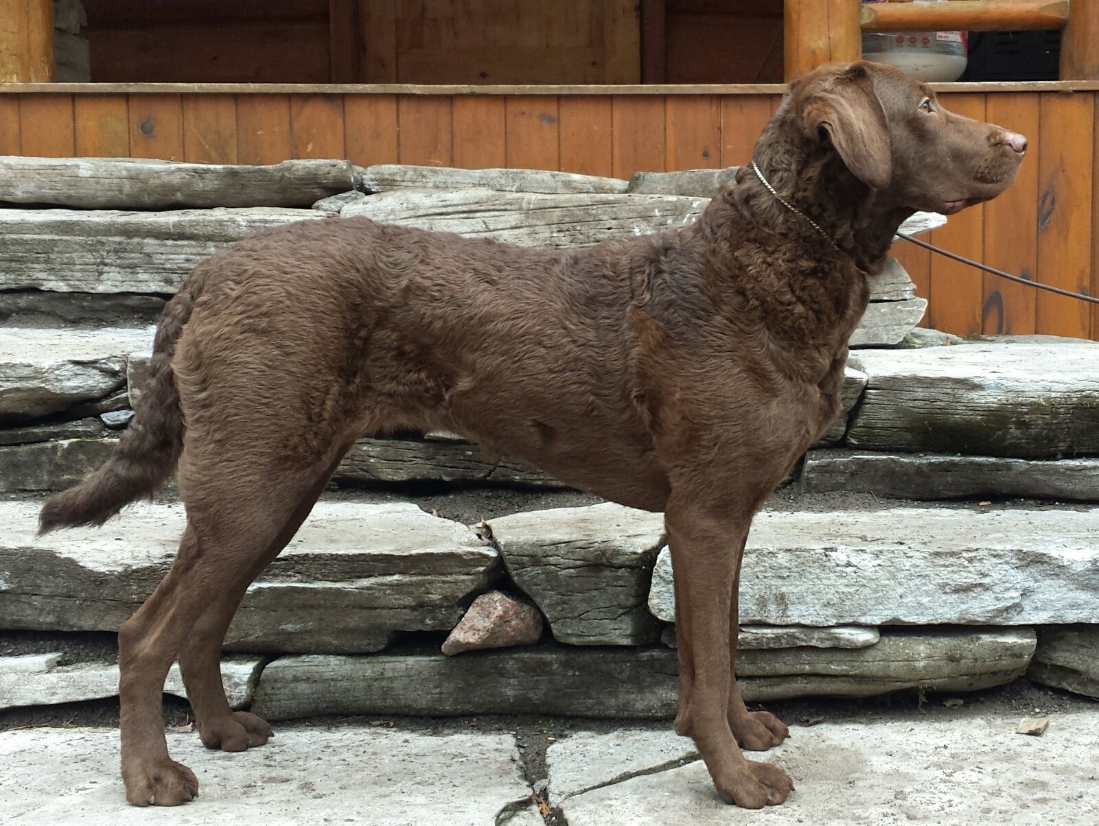 North Shore Kennels Titleholders