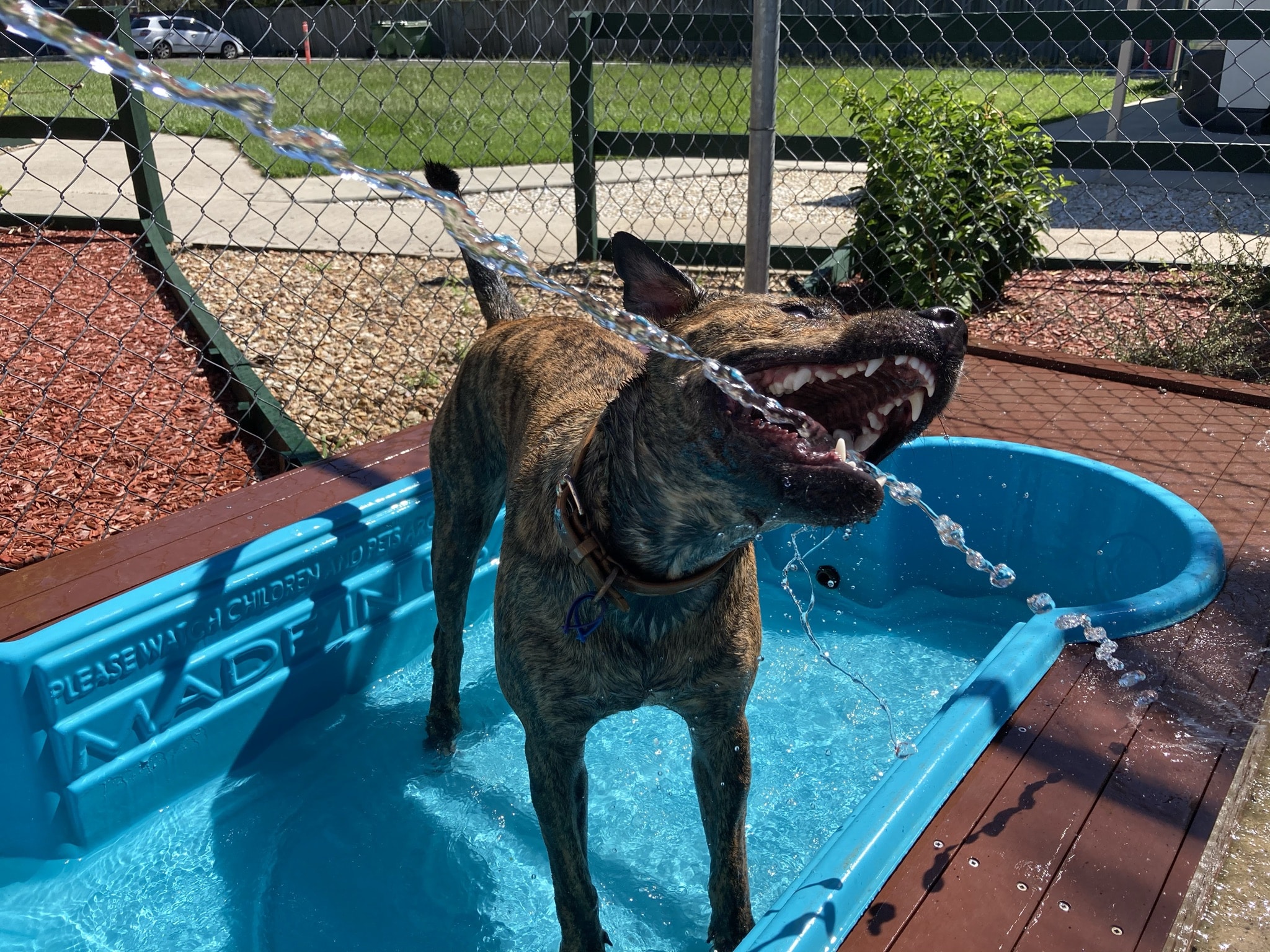 Dog Northshore Pet Resort