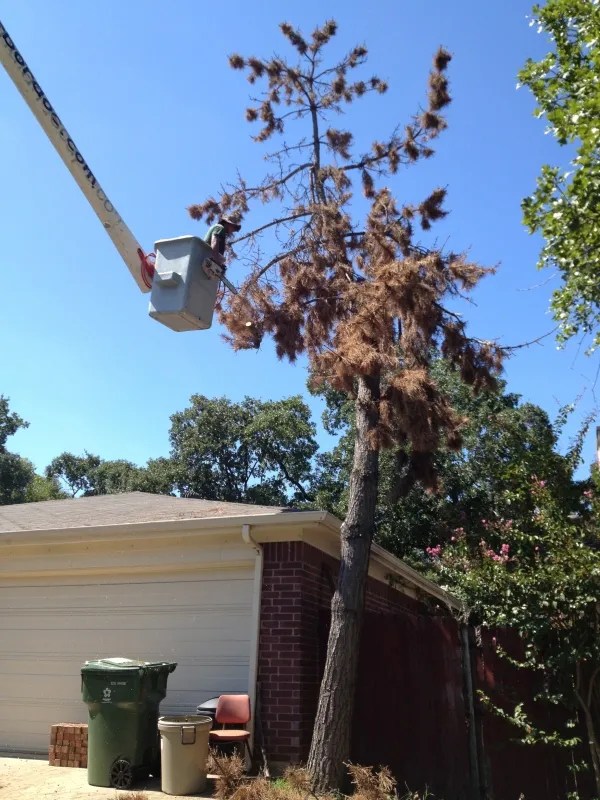 Dead Pine Tree Removal Mansfield, Texas