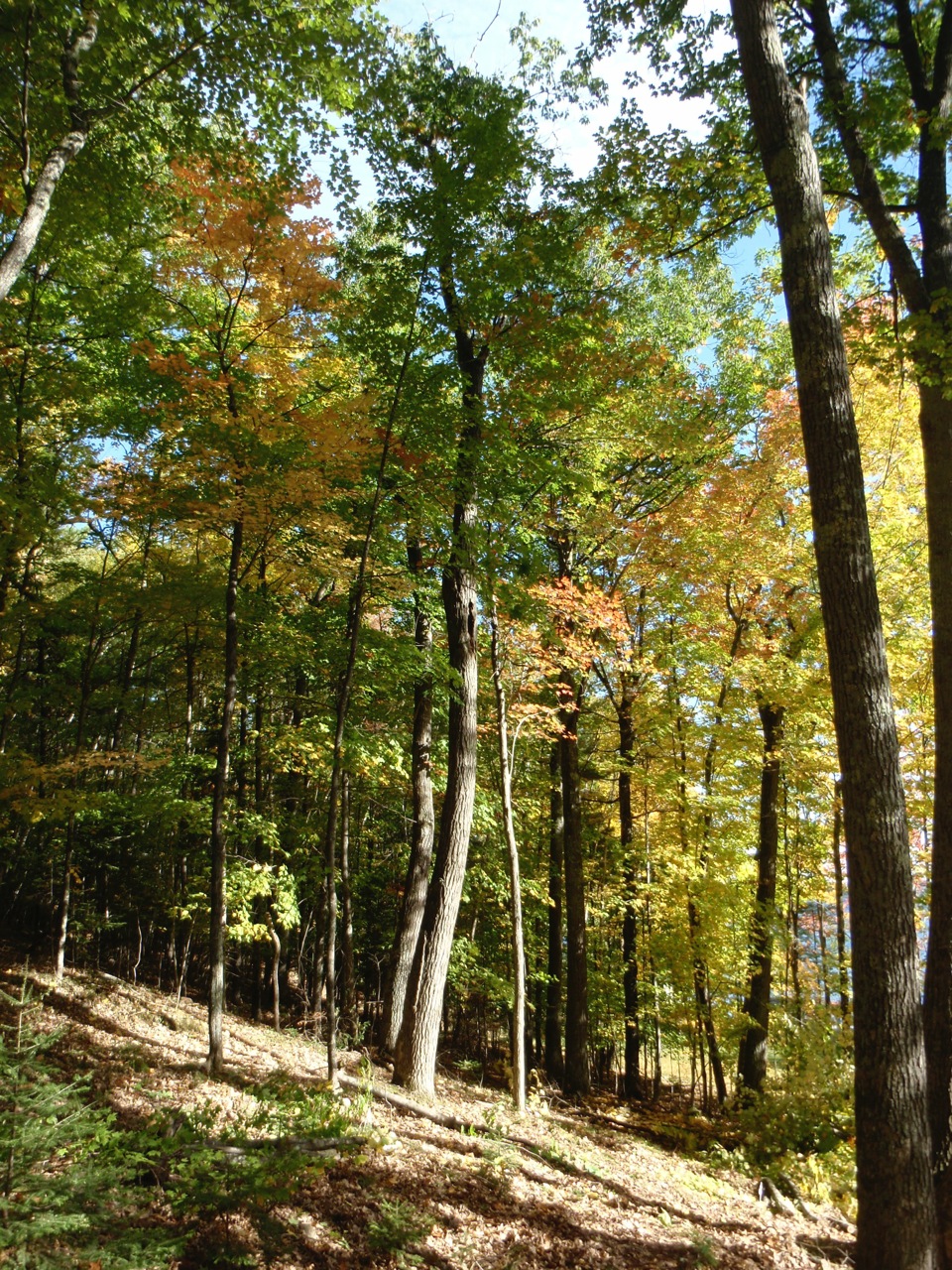 Choosing a Vilas County Building Site