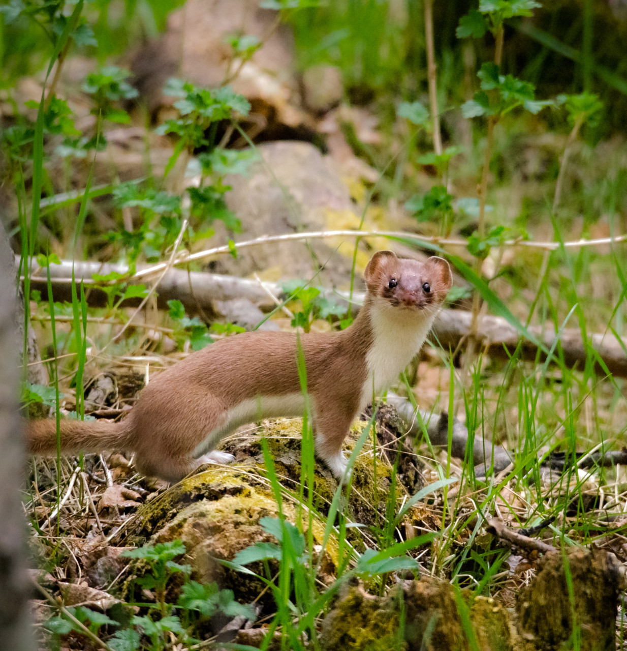VT Small Mammal Atlas Northwoods Stewardship Center