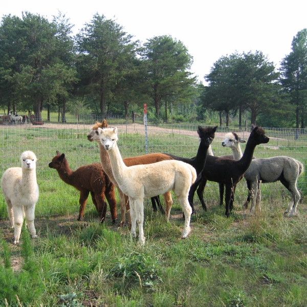 Alpacas for Sale