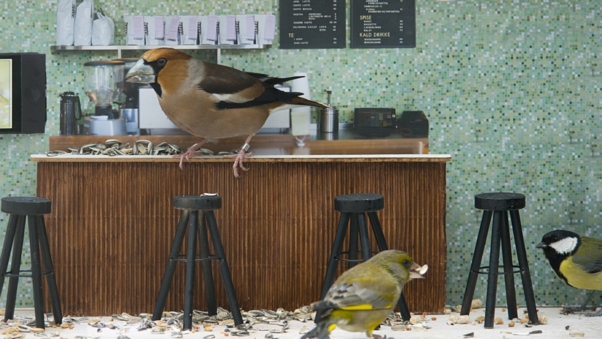 Bird Feeder Reality Show A Hit For Nrk The Norwegian American